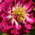 Bijela - ljubičasta - Ruža penjačica (Rambler) - Perennial Blue